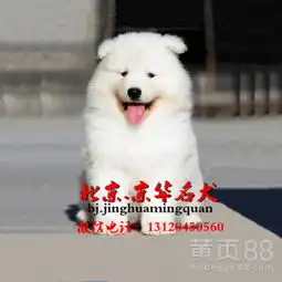 萨摩哪里卖?纯种赛级萨摩幼犬萨摩多少钱