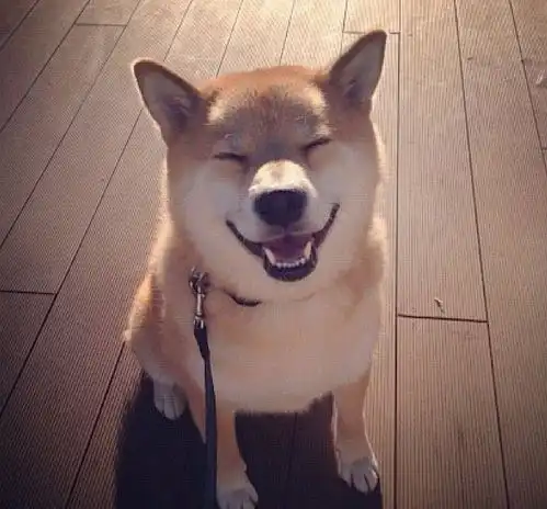 柴犬到底可不可以撒手我说可以,你撒一个试试
