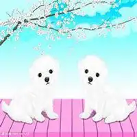 钱小佳小狗头像微信头像图片大全
