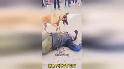 主人我不能没有你啊

