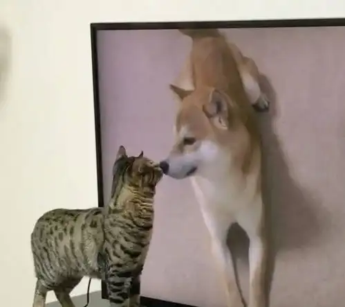 日本一柴犬遇上傲娇喵星人后,瞬间变身宠妻狂魔隔着屏幕都能感受到一股恩爱气息
