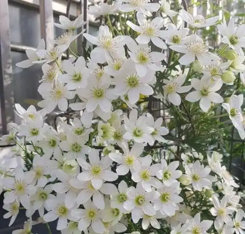 3天后,真情流露,怦然心动,3星座重逢旧爱,执子之手,与你偕老摩羯狮子座射手座摩羯座恋爱网易订阅
