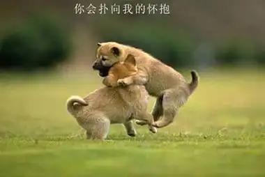 猴姐话痨胖是因为爱存在
