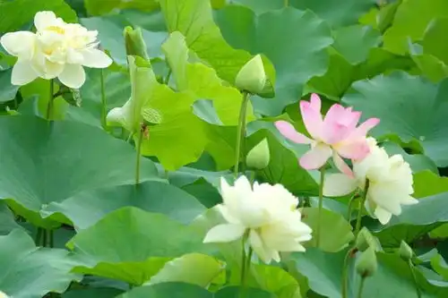 迟来的盛放,鹤林绿洲的荷花想开就开了
