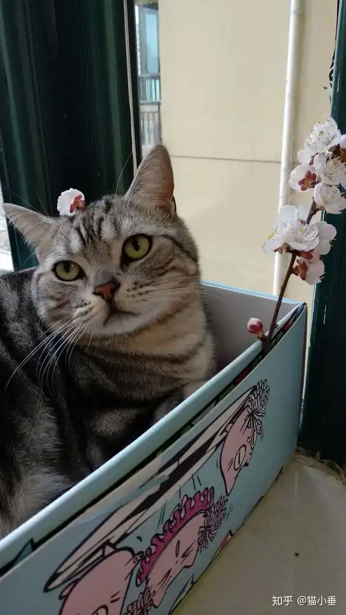 家里有小宝宝,可以养猫吗
