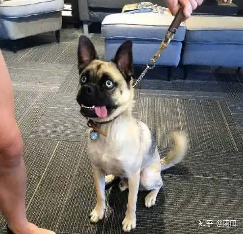 哈士奇的基因总能增加一些邪性
