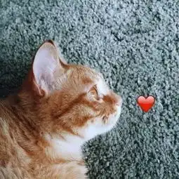 猫猫狗狗的有爱情侣头像
