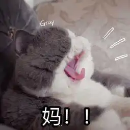 猫咪跟妈妈要生活费表情包妈,我没钱啦

