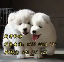 标题深圳哪里有卖狗纯种萨摩耶多少钱深圳地区有正规狗场吗
