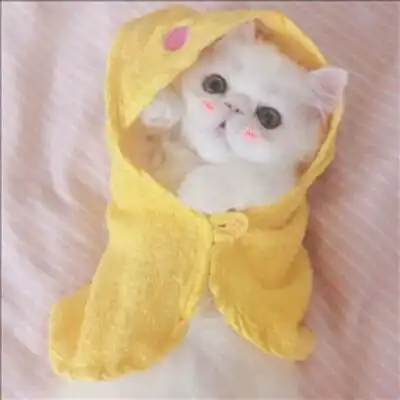 猫头像可爱图片呆萌小奶猫头像大全
