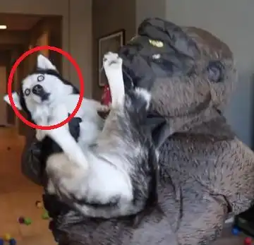 主人假扮大猩猩整蛊二哈,狗子瞬间被吓成表情包,太搞笑了
