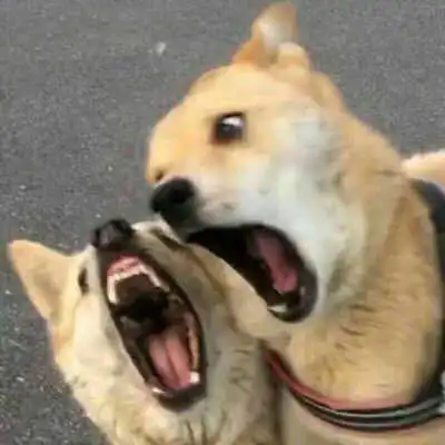 看着像有大病的头像

