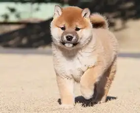 图昆明哪里卖柴犬幼犬昆明日系柴犬多少钱一只柴犬图片柴犬好养吗昆明宠物狗
