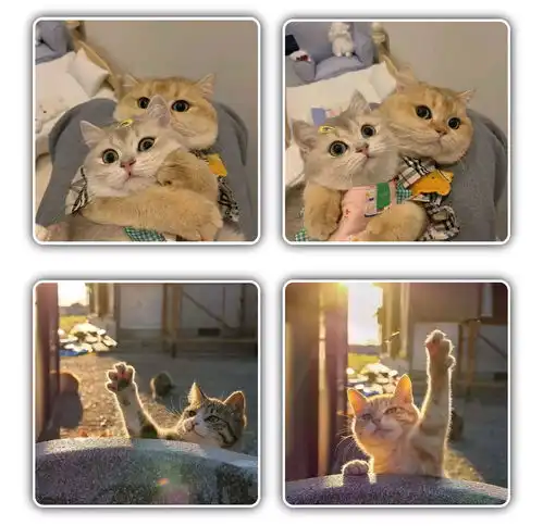 猫咪情侣头像可爱,动物情侣头像,狗狗情侣头像搞怪,狗狗情头,柴犬情头,柴犬可爱头像情侣,猫咪情侣头像可爱,猫猫的情侣头像,猫猫情侣头像无水印,猫咪情侣头像无水印
