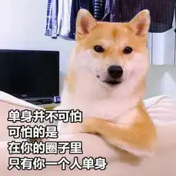 520专属猫咪情侣,错过等一年
