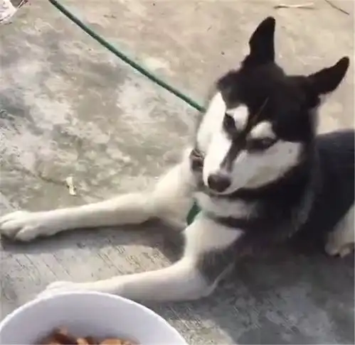 二哈回乡下过年,吃大鱼大肉嫌弃狗粮,二哈拿开,这是给狗吃的
