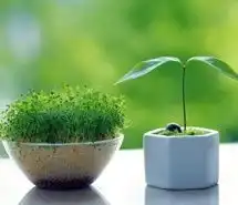 头像盆栽花微信头像图片大全
