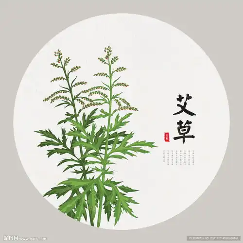 艾草手绘设计图

