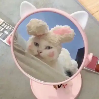 苏瓷可爱宠物头像猫咪可爱卡微信头像我要个性网
