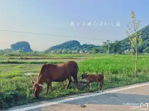 选行之旅左手麦田后手花海
