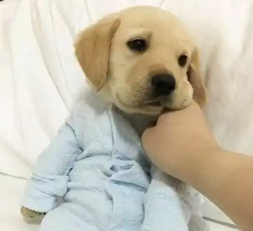 狗狗眼角长出了痘痘,对健康有什么影响吗
