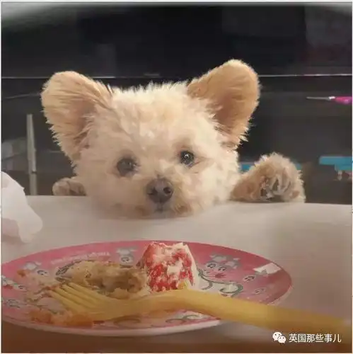 比毛绒玩偶还像玩偶的汪星人,简直就是只玩具熊啊
