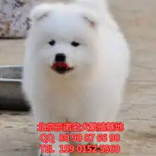北京京诺犬舍供应产品
