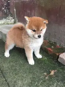 大连哪里有柴犬出售柴犬价格是好多柴犬图片
