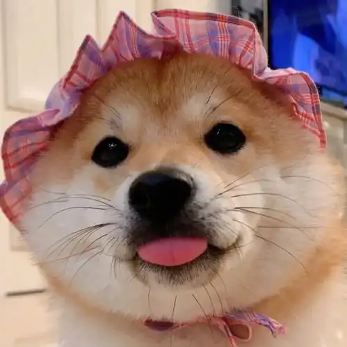 头像今日份小可爱
