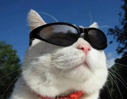 网红猫咪猫叔离世,享年18岁,你一定用它的照片做过头像
