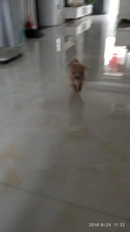捡到了一只刚刚出生的小奶狗
