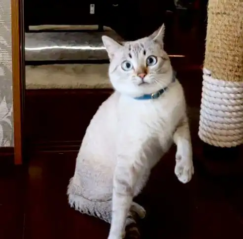 网友偶遇一只超凶的丧彪猫,带回家后,猫请叫我咪咪
