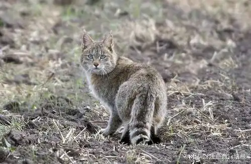青海一鸡圈闯入罕见荒漠猫,咬死100只鸡,为霸占洞穴杀死旱獭
