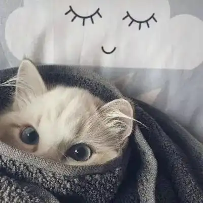 猫的情侣头像一左一右一对两张不带人猫咪情侣头像
