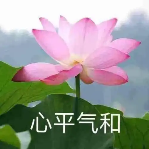 新的一年,请您心平气和地教书
