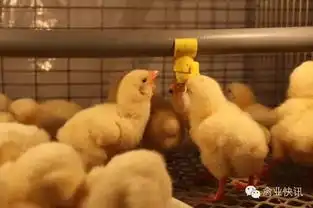 饲养蛋鸡全程管理关键技术
