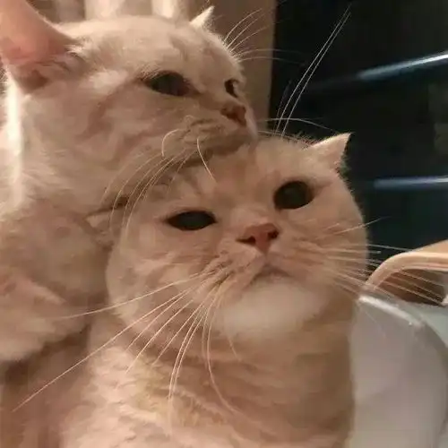 猫咪情侣头像
