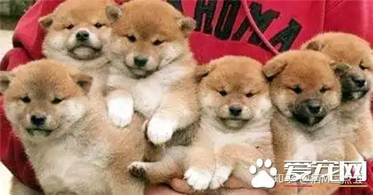 养柴犬的10个理由99的人看完都心动了
