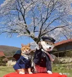 这只日本柴犬不仅环游了整个日本,还吸引了无数粉丝,简直就是一个大写的狗生赢家啊
