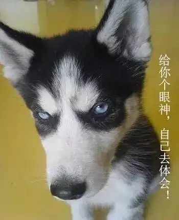 哈士奇是注定要成为表情包的狗,有些事养狗的人一定要懂
