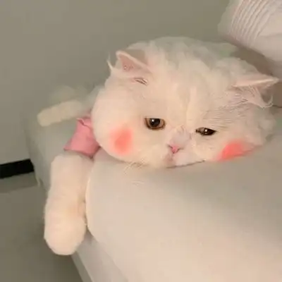 猫猫情头.比奶茶更让我心动的人情侣头像我要个性网
