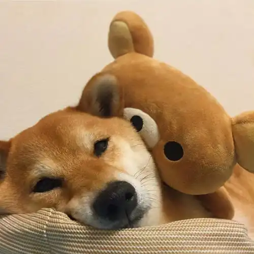 柴犬怀孕几个月生小狗
