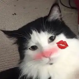 微信超萌可爱猫咪动物头像我永远是你的小猫咪
