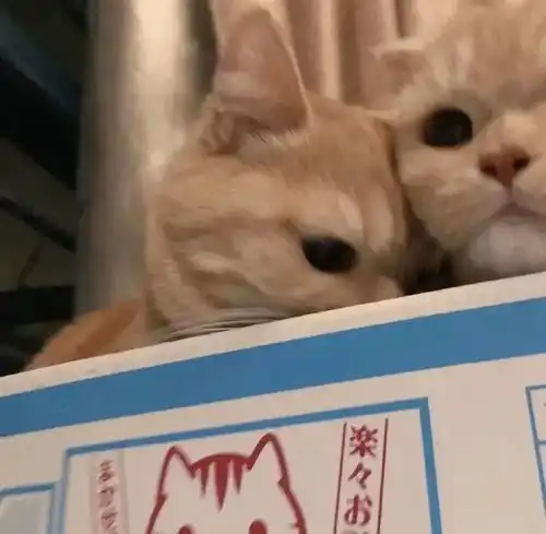 情侣头像你要是愿意,我就永远存在
