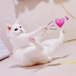 不骗人鸽子真的有拖延症
