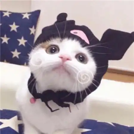 情侣动物头像超萌一对,可爱的小猫咪萌化人心的
