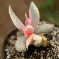 有植物情侣头像微信头像图片大全
