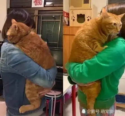 橘猫越养越瘦,男主一脸迷茫,直到女友抱起猫后无话可说
