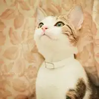 头像猫咪可爱猫咪头像

