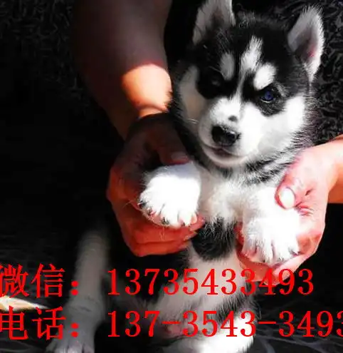 杭州宠物狗狗出售纯种哈士奇犬幼犬三火蓝眼二哈犬舍

